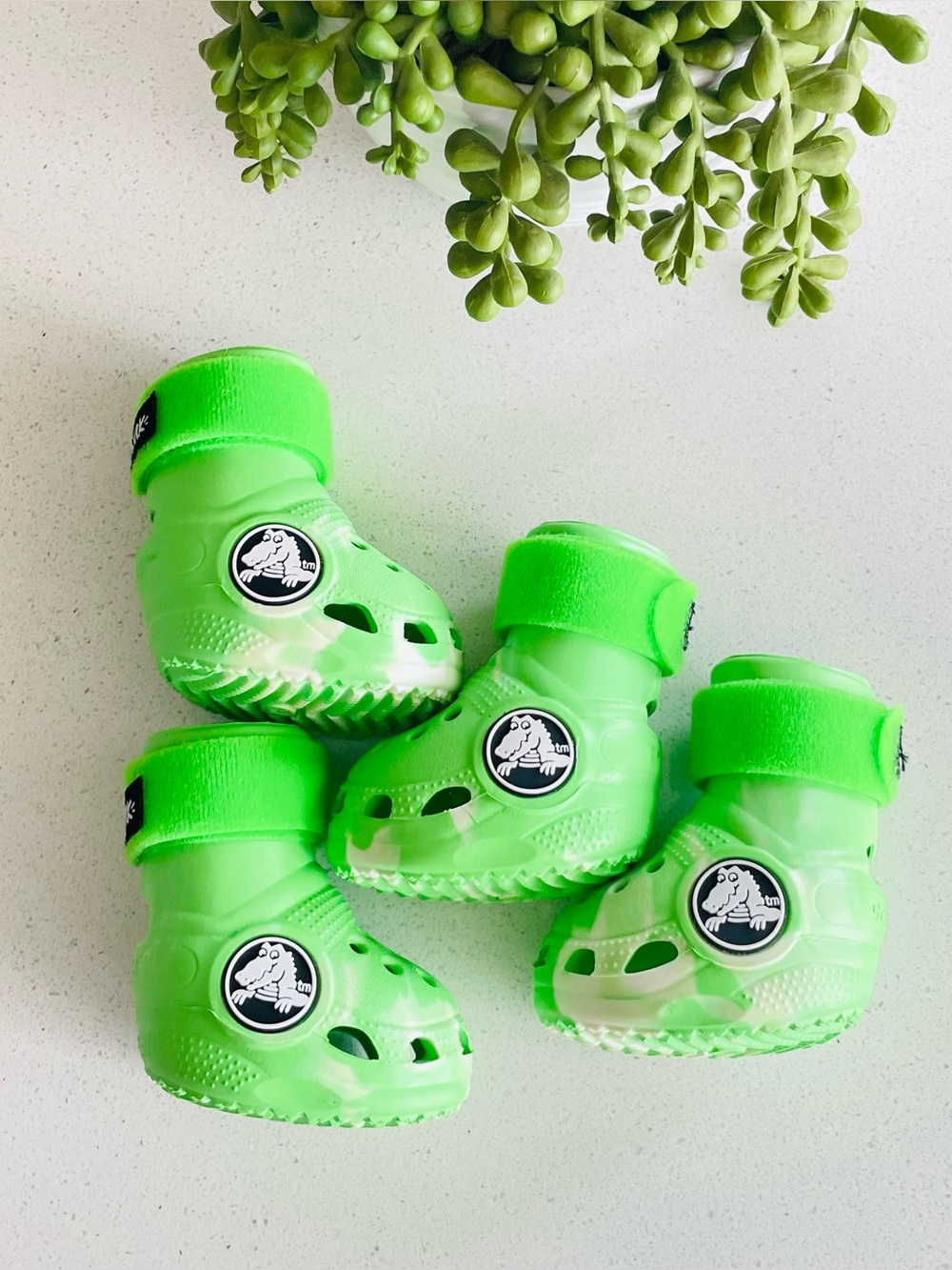 Bark Box Dog Crocs